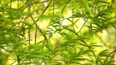 Demirhindi ağacının canlı yeşil yaprakları öğleden sonra güneş ışığı, bokeh doğa fon yakalamak. Güzel yeşil tropikal bitki örtüsü ile statik çekim.