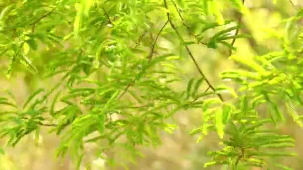 午後の日光をキャッチタマリンドの木の鮮やかな緑の葉 ボケの自然の背景 美しい緑の熱帯植物と静的なショット — ストック動画