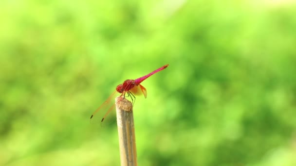 Szitakötő piros skarlát darter férfi rovar szabadban a természet háttér, rovar vadvilág felvételek.