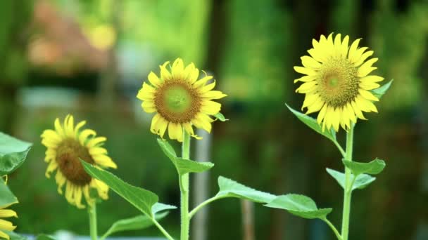Girasoles Amarillos Soplando Viento Con Follaje Verde Vibrante Clima Tropical — Vídeo de stock