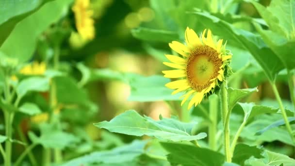 Slunečnicová Hlava Fouká Větru Mezi Zářivě Zelené Listí Jasné Venkovní — Stock video