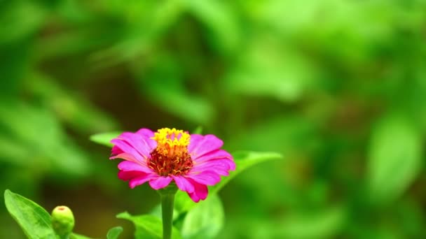 Ροζ Λουλούδι Ζωντανό Πράσινο Φόντο Φύλλωμα Φωτεινό Ηλιόλουστο Οικείο Κοντινό — Αρχείο Βίντεο