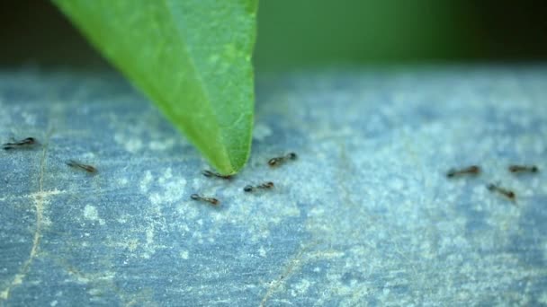 Mravenci Pohybují Sem Tam Zblízka Jediným Zeleným Listem Vysokým Rozlišením — Stock video