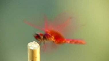 Kırmızı erkek, yusufçuk, yusufçuk böceği doğa arka planına sahip. Böcek görüntüsü, tüm çerçeveyi kapatıyor..