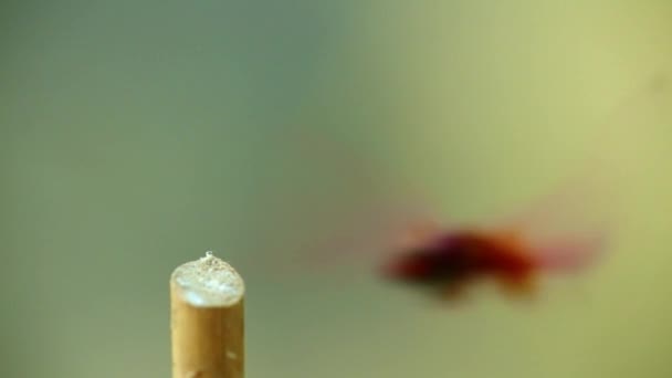 オス赤緋色のトンボ虫の屋外で自然を背景に 昆虫の映像を閉じるフルフレーム — ストック動画
