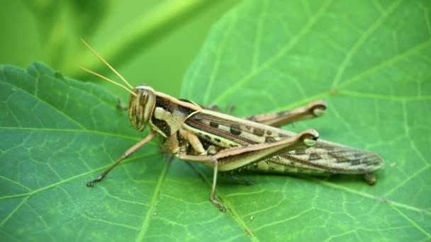 Kobylka Zářivě Zeleném Rostlinném Listu Hnědou Kamufláží Záběry Divokého Hmyzu — Stock video