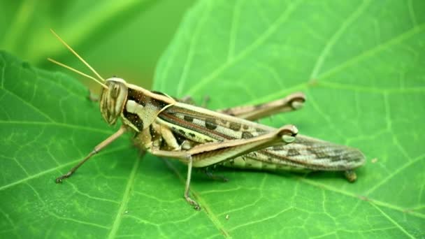 Short Horned Grasshopper Vibrant Green Plant Leaf Brown Camouflage Wildlife — Stock Video