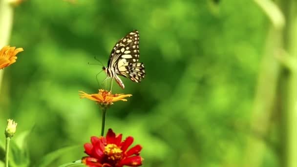 Schmetterling Ernährt Sich Von Einer Blume Kalk Schwalbenschwanz Nahaufnahme Insektenfütterungsmaterial — Stockvideo