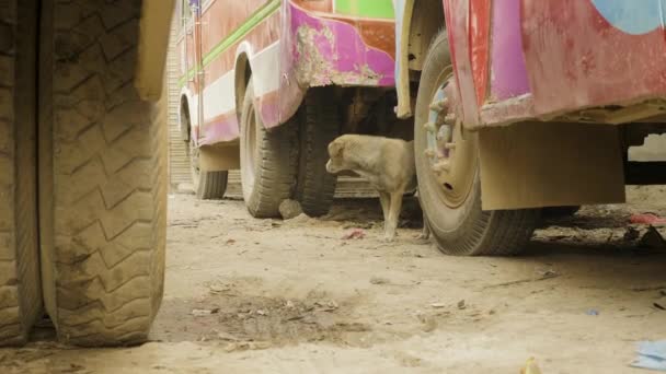 Homeless dog is hiding under the bus in Nepfl. — Stock Video