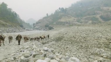 Nepal'de Backpackers Manaslu Dağı devre alp yolda trek.