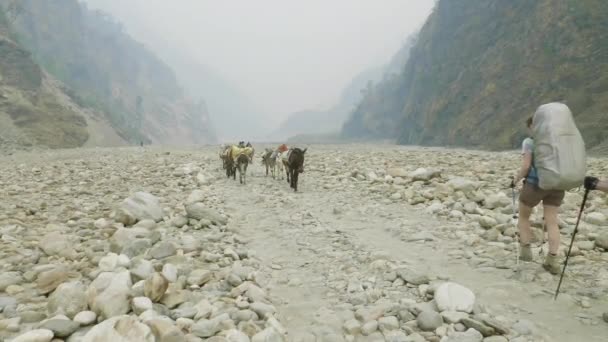 Backpackers med guide gå på den Manaslu mountain circuit trek i Nepal. — Stockvideo