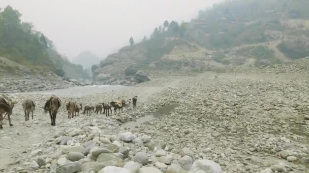 Backpackers na alpskou cestu na okruhu hory Manaslu trek v Nepálu. — Stock video