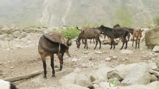 Los burros comen en el pueblo nepalés entre montañas. Caminata por el circuito de Manaslu . — Vídeos de Stock