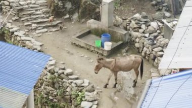 Nepal köyde eşek ve tavuk ye. Manaslu Dağı devre trek.