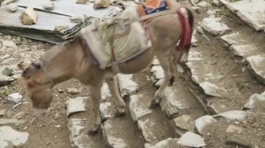 Eşekler Nepal yolu üzerindeki yükleri taşıma. Manaslu Dağı devre trek.