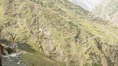 Eşekler Nepal yolu üzerindeki yükleri taşıma. Manaslu Dağı devre trek.