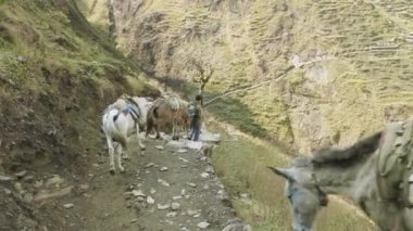 Eşekler Nepal yolu üzerindeki yükleri taşıma. Manaslu Dağı devre trek.