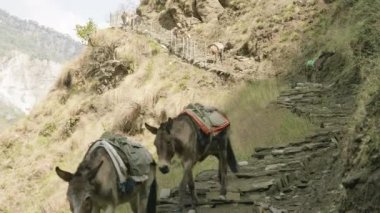 Eşekler Nepal yolu üzerindeki yükleri taşıma. Manaslu Dağı devre trek.