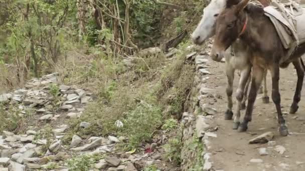 Szamarak szállítási rakomány a nepáli út. Manaslu hegyi circuit trek. — Stock videók