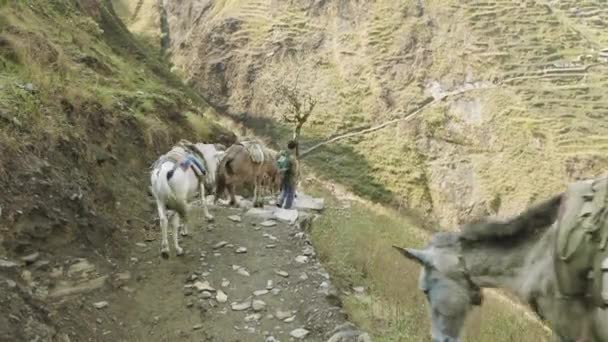 Donkeys transport cargoes on the nepalese path. Manaslu mountain circuit trek. — Stock Video