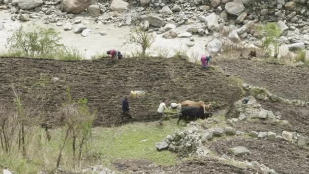 Místní nepálské lidí pluh na hřišti. Oblast Manaslu trek okruh.