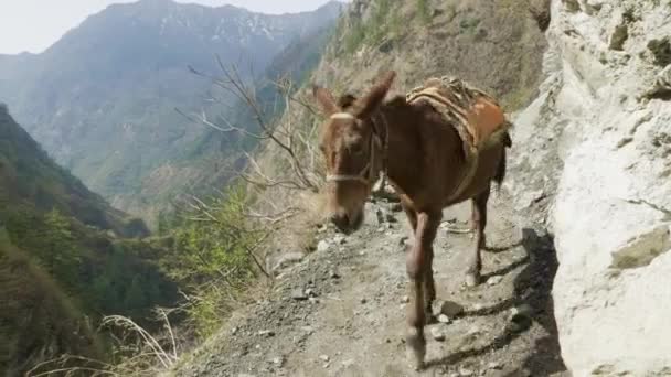 驴走在尼泊尔的道路上。马纳斯卢峰山电路跋涉. — 图库视频影像