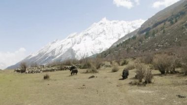 Himalaya yak Nepal dağlar arasında ot yiyor. Manaslu devre trek.