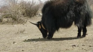 Himalaya yak Nepal dağlar arasında ot yiyor. Manaslu devre trek.