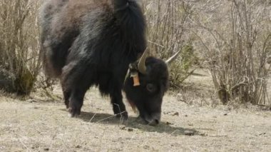 Himalaya yak Nepal dağlar arasında ot yiyor. Manaslu devre trek.