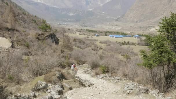 Turistas com o guia estão no trekking no Himalaia, área de Manaslu, Nepal . — Vídeo de Stock