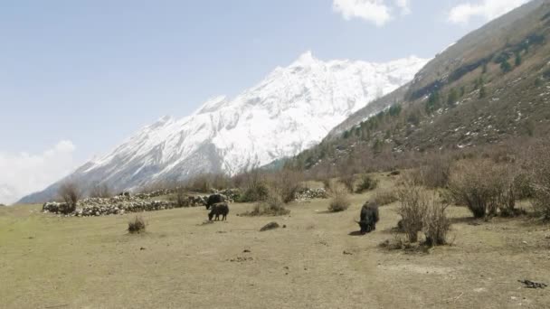 El yak del Himalaya come hierba entre las montañas de Nepal. Caminata por el circuito de Manaslu . — Vídeo de stock