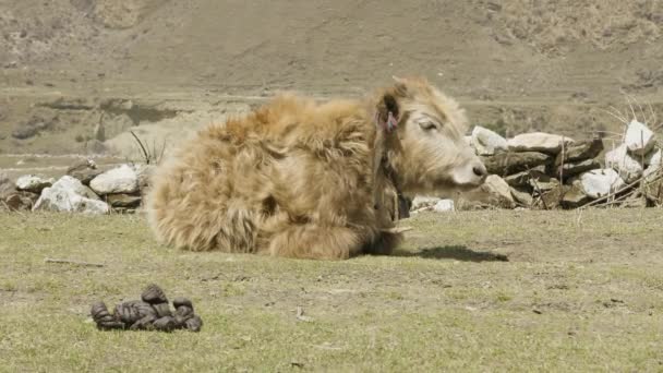 El yak del Himalaya se encuentra entre las montañas de Nepal. Caminata por el circuito de Manaslu . — Vídeos de Stock