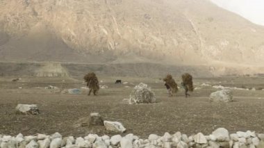 Yerel çiftçilerin ağır haystacks Nepal kafasına devam edin. Manaslu alan.