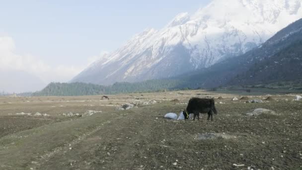 Der Himalaya-Yak frisst Gras zwischen den nepal-Bergen. Manaslu Circuit Trek. — Stockvideo