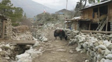 Sama, Nepal köyde Himalaya yak. Manaslu devre trek.