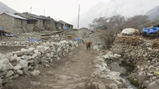 Nepalesiska byn Sama Gaon bland bergen. Manaslu circuit trek område. — Stockvideo