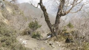 Nepal dağlar arasında gizemli orman.