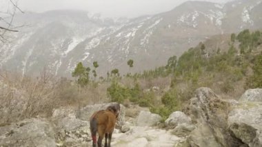 At arasında Nepal dağlarda yolda. Manaslu devre trek alan.