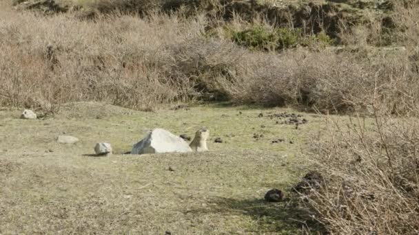 Marmot si guarda intorno per trovare del cibo . — Video Stock