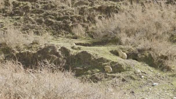 Marmot Olha Redor Para Encontrar Alguma Comida — Vídeo de Stock