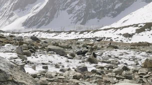 Ворони, шукайте продукти харчування в горах Непалу. — стокове відео