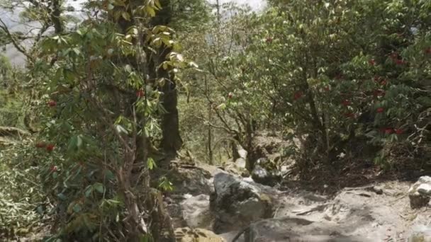 Chica caminando en un bosque misterioso entre las montañas de Nepal . — Vídeo de stock