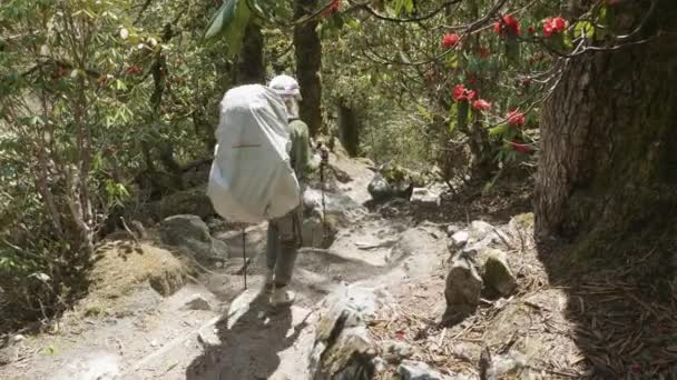 Lány séta a hegyekben Nepál között titokzatos erdő. — Stock videók
