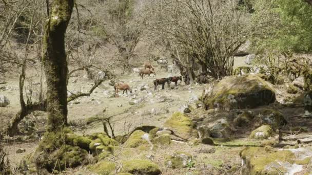 Paarden in mysterieuze bos tussen de bergen in Nepal. — Stockvideo