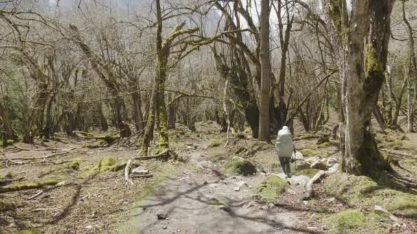 Meisje lopen in mysterieuze bos tussen de bergen van Nepal. — Stockvideo