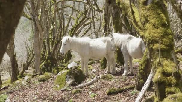 Cavalos brancos em misteriosa floresta entre as montanhas no Nepal . — Vídeo de Stock