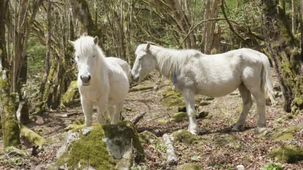 Weiße Pferde im geheimnisvollen Wald zwischen den Bergen in Nepal. — Stockvideo