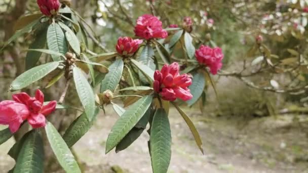 Ροδόδενδρο λουλουδιών κοντά Annapurna, Νεπάλ. — Αρχείο Βίντεο