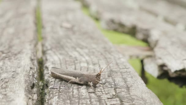 Grey grasshopper on the grey tree. — Stock Video