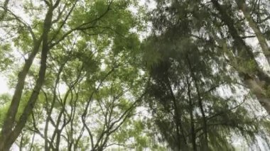 Yeşil park Pokhara, Nepal